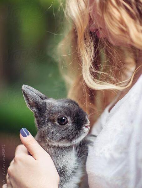 عکس خرگوش برای پروفایل دخترانه