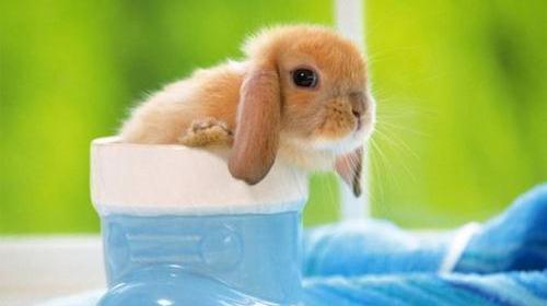 عکس حیوانات ناز نازی