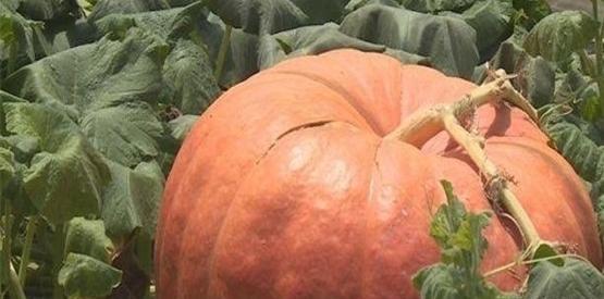 عکس کدو حلوایی بزرگ