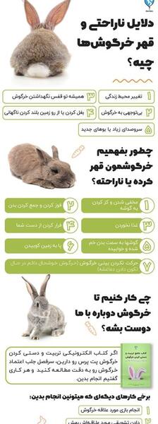 عکس خرگوش لوس و ملوس