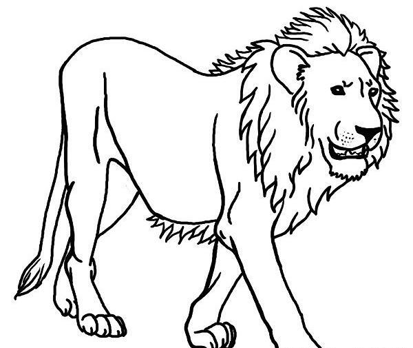 عکس نقاشی حیوانات مختلف