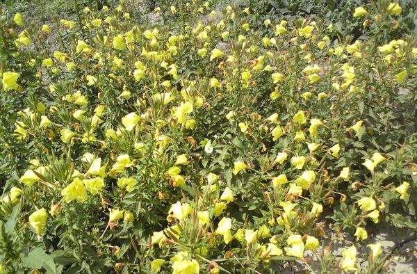 عکس گیاهان دارویی ایران