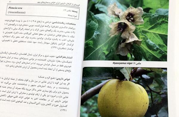 عکس گیاهان دارویی ایران