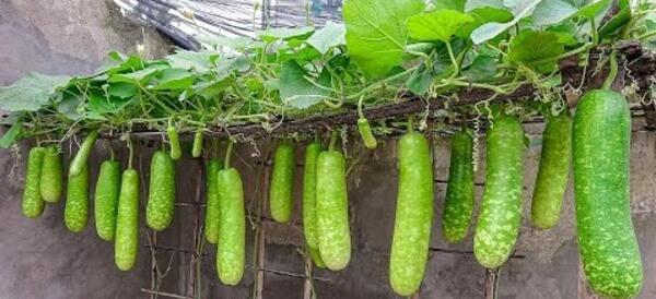 عکس کدو حلوایی سبز