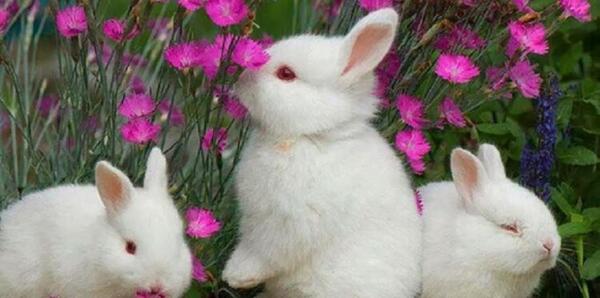 عکس بچه خرگوش زشت