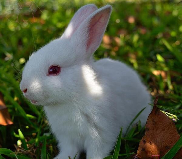 عکس خرگوش خانگی سفید