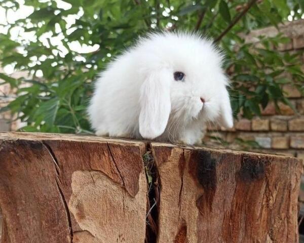 عکس خرگوش خانگی سفید