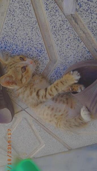 عکس گربه جن زده
