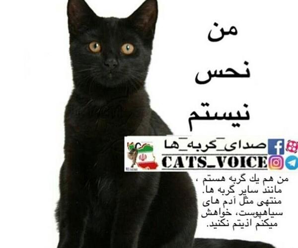 عکس گربه جن زده