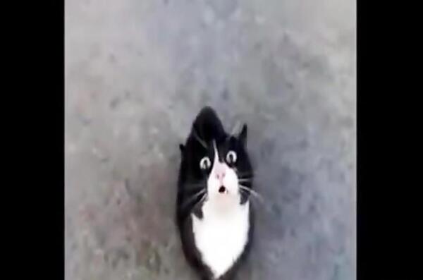 عکس گربه جن زده