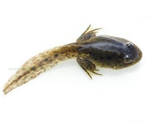 عکس بچه قورباغه واقعی