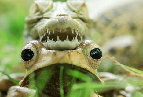 عکس بچه قورباغه واقعی