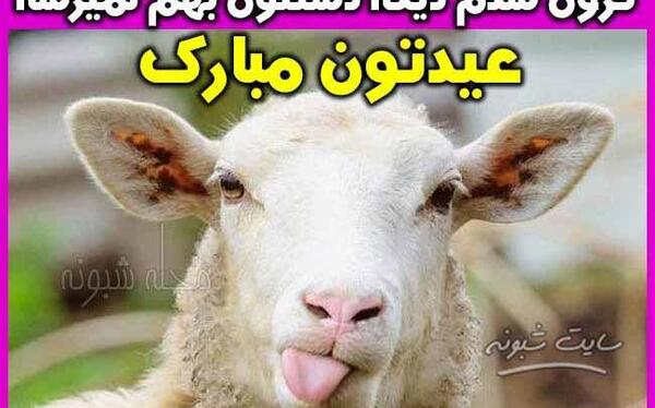 عکس خنده دار برای عید قربان