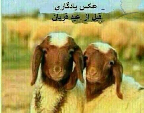 عکس خنده دار برای عید قربان