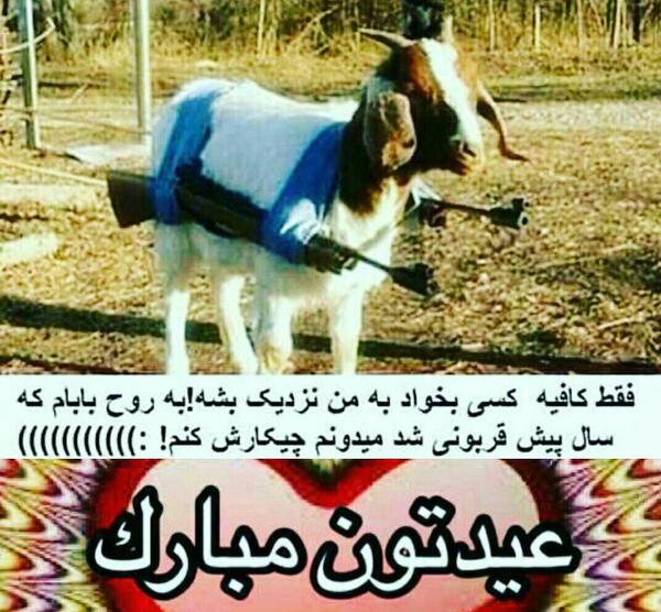 عکس خنده دار برای عید قربان