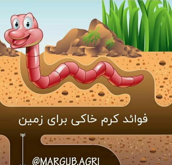 عکس حیوانات مفید و غیرمفید