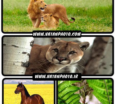عکس های حیوانات شیر
