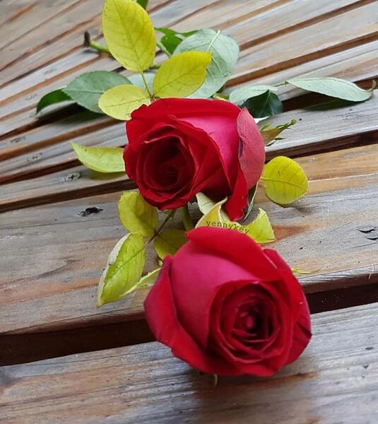 عکس پیام تبریک تولد تیر ماهی ها