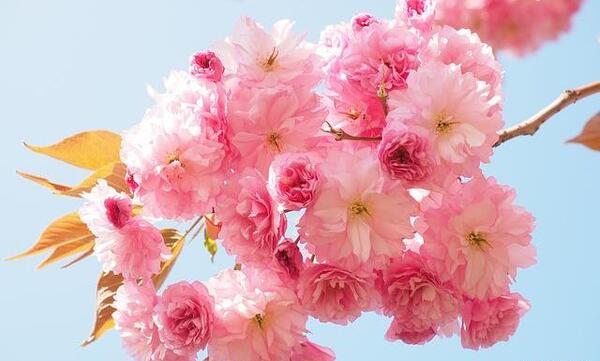 عکس گل بهار زیبا