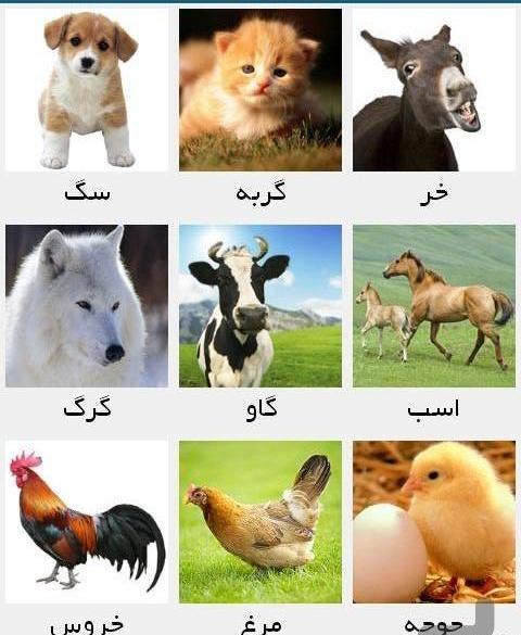 عکس حیوانات اهلی و وحشی کودکانه