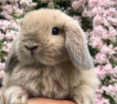 عکس زیباترین خرگوش دنیا