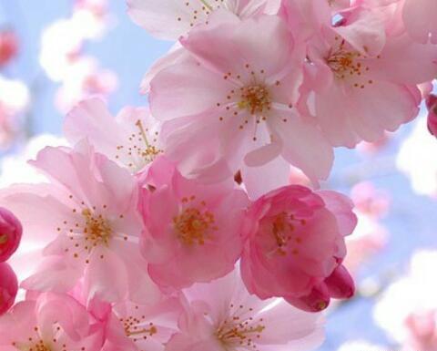 عکس از شکوفه بهار