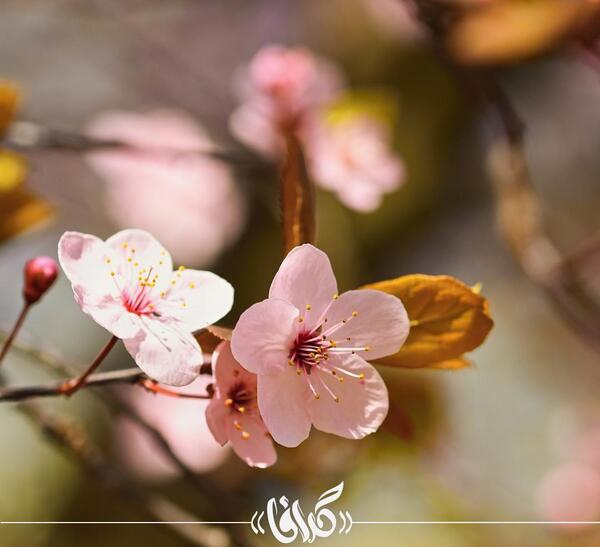 عکس از شکوفه بهار