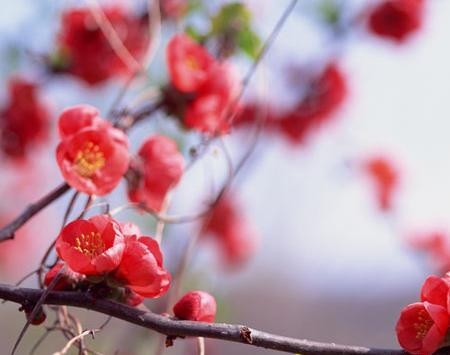 عکس از شکوفه بهار