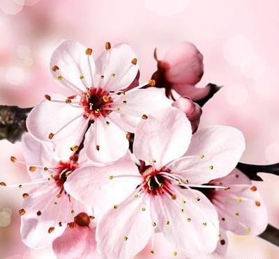 عکس از شکوفه بهار