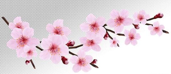 عکس از شکوفه بهار