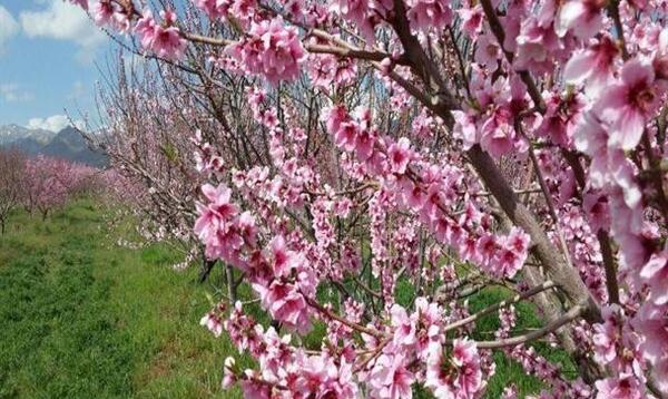 عکس از شکوفه بهار