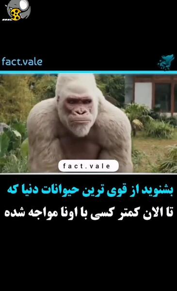 عکس قوی ترین حیوانات