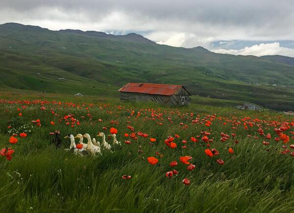 عکسهای طبیعت بهاری گیلان