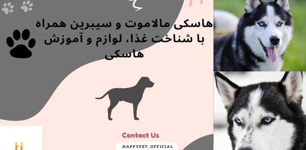 عکس سگ چشم یخی