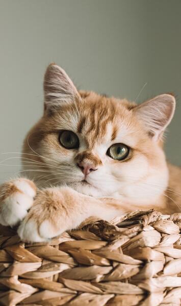 عکس حیوانات کوچک و بامزه