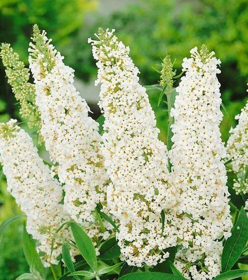 عکس گیاه جو موشی
