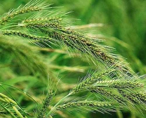 عکس گیاه جو موشی