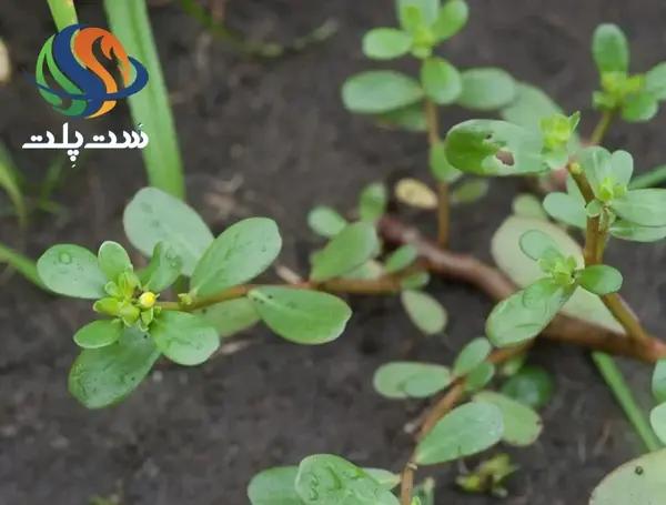 عکس گیاه جو موشی