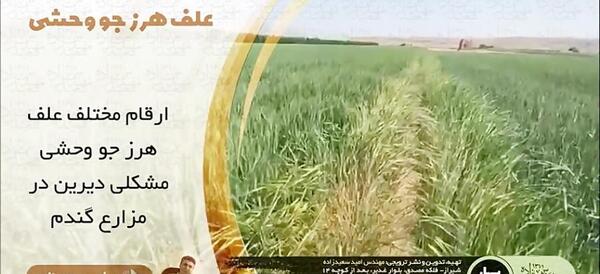 عکس گیاه جو موشی