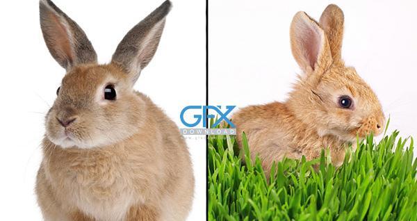 عکس خرگوش بامزه کوچولو