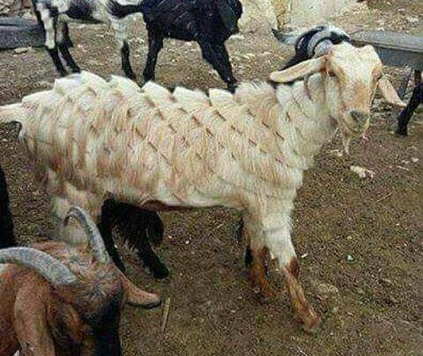 جالب ترین عکس