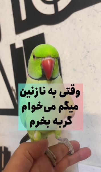 عکس حیوانات نازنین