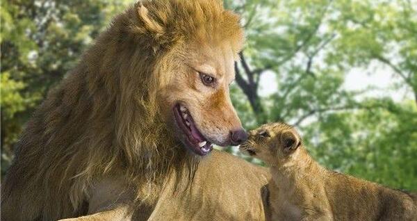 عکس خنده دار از سگ ها