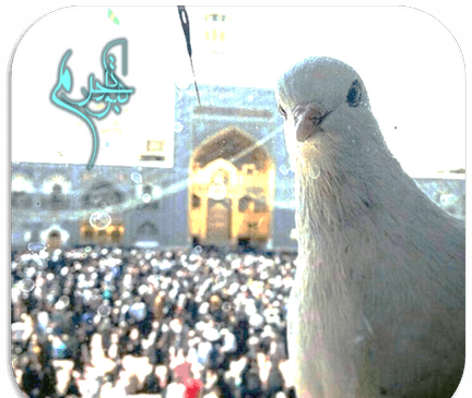 عکس کبوترانه حرم امام رضا