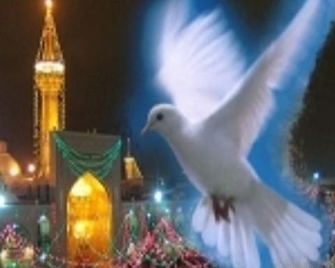 عکس کبوترانه حرم امام رضا