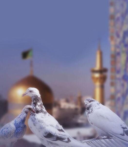عکس کبوترانه حرم امام رضا