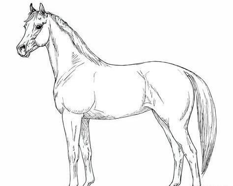 عکس اسب برای نقاشی کودک