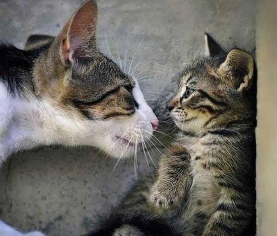 عکس خنده دار بچه گربه