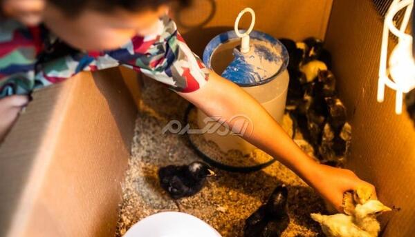 عکس غذای جوجه رنگی