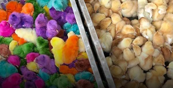 عکس غذای جوجه رنگی